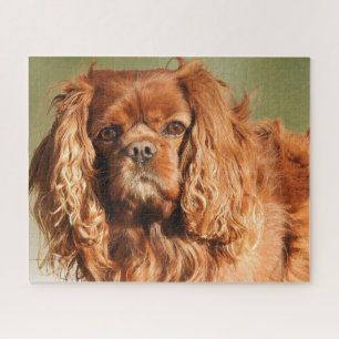 Ruby Cavalier King Charles Spaniel Dog Jigsaw Puzzle