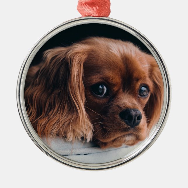 Ruby Cavalier King Charles Spaniel Dog Metal Tree Decoration (Front)