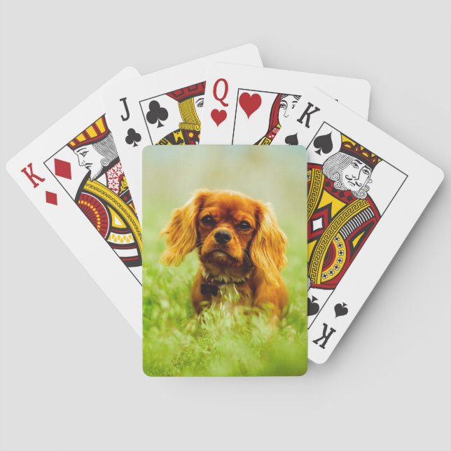 Ruby Cavalier King Charles Spaniel in the grass Playing Cards (Back)