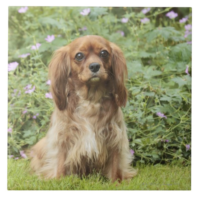 Ruby Cavalier King Charles Spaniel in the grass Tile (Front)