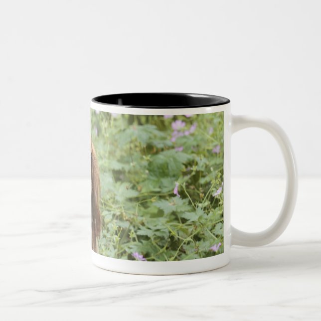 Ruby Cavalier King Charles Spaniel in the grass Two-Tone Coffee Mug (Right)