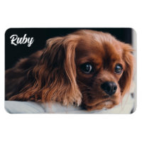 Ruby Cavalier King Charles Spaniel