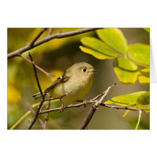 Ruby-crowned Kinglet