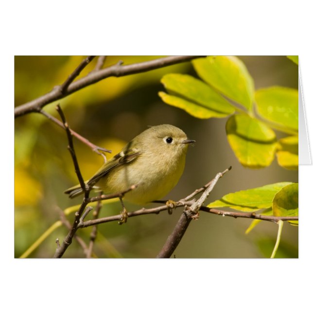 Ruby-crowned Kinglet (Front Horizontal)