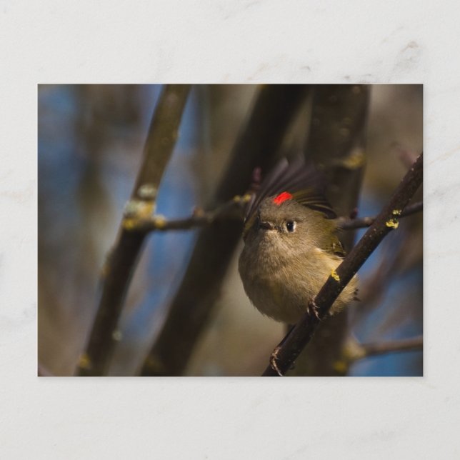 Ruby Crowned Kinglet 01 Postcard (Front)