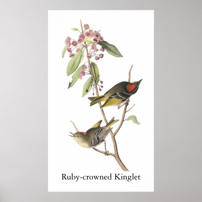 Ruby-crowned Kinglet, John Audubon Poster (Front)