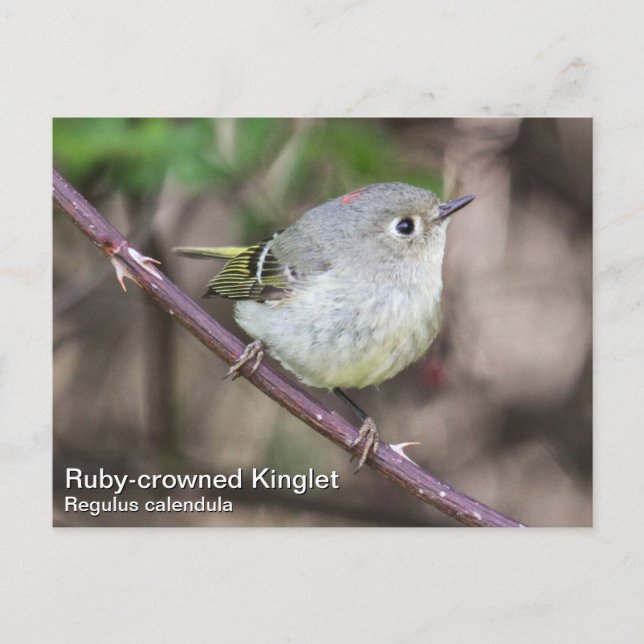 Ruby-crowned Kinglet Postcard (Front)