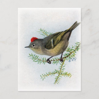 Ruby-crowned Kinglet Postcard