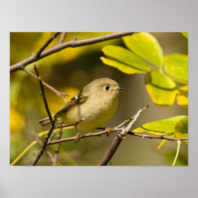 Ruby-crowned Kinglet Poster (Front)