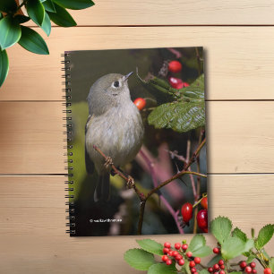 Ruby-Crowned Kinglet Songbird on Hawthorn Bush Notebook