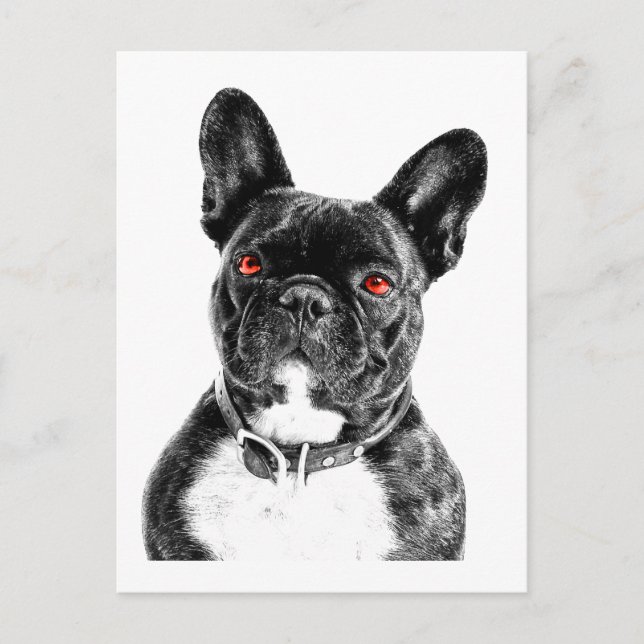Ruby Eyed French Bulldog Portrait Postcard (Front)