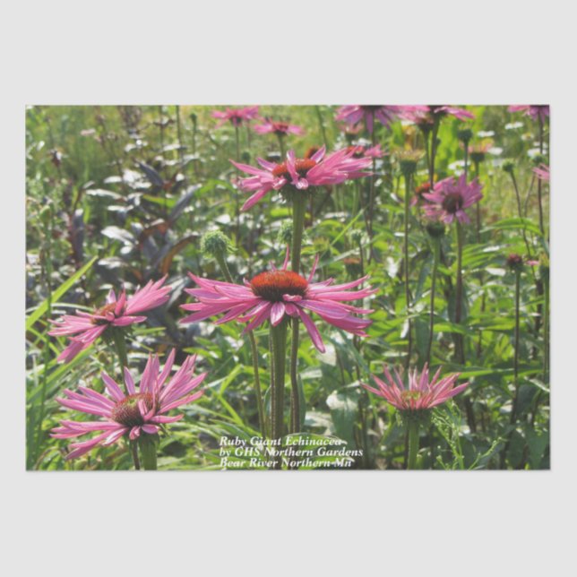 Ruby Giant Echinacea in the Gardens Tissue Paper (Front)