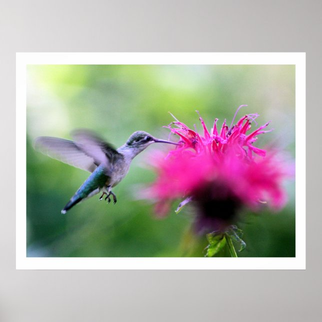 "Ruby" Hummingbird Photography Print (Front)
