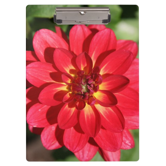 Ruby Red Dahlia Flower Clipboard (Front)