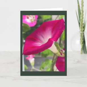 Ruby Red Morning Glory Blank Card