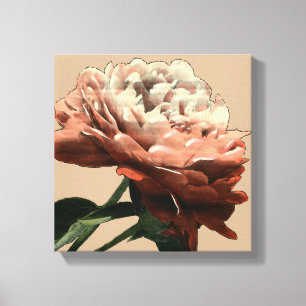 Ruby Red Rose with White Accents Canvas Print