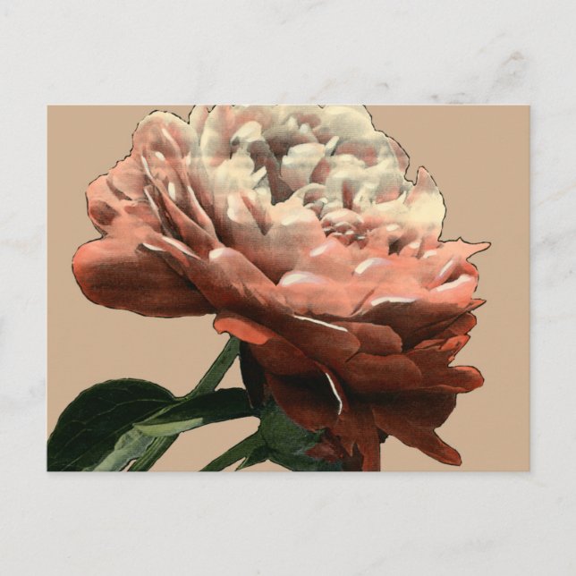 Ruby Red Rose with White Accents Postcard (Front)