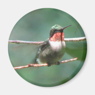 Ruby-throat Flutters Magnet