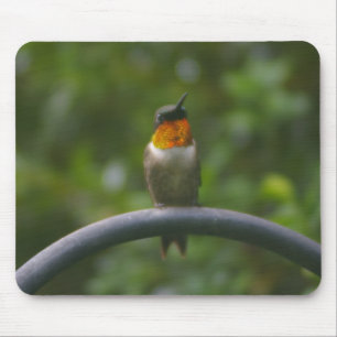 Ruby Throat Hummingbird Mouse Pad
