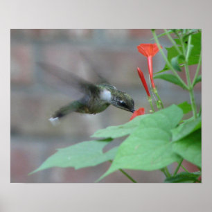 Ruby-throat Sips Poster