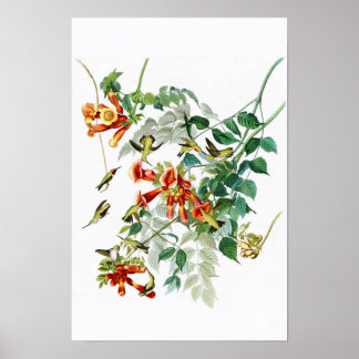 Ruby-throated Humming Bird Audubon Birds America Poster