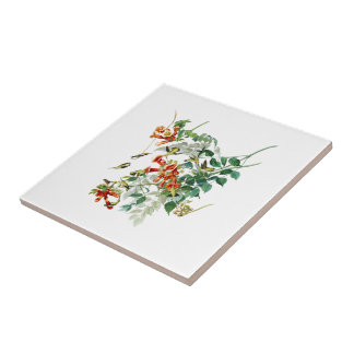 Ruby-throated Humming Bird Audubon Birds America Tile