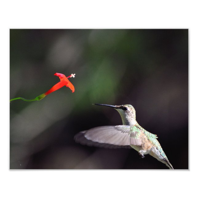 Ruby-throated hummingbird and cardinal climber photo print (Front)