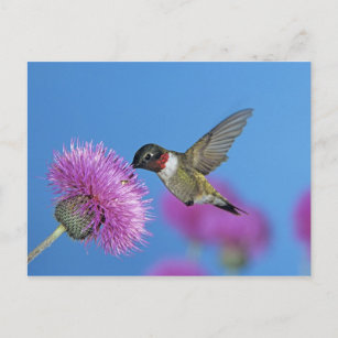 Ruby-throated Hummingbird, Archilochus 4 Postcard