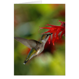 Ruby-Throated Hummingbird Archilochus Colubris