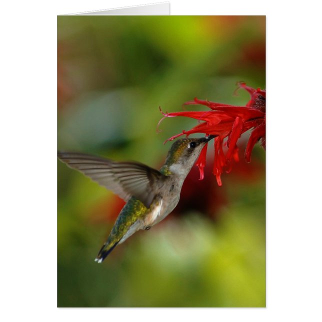Ruby-Throated Hummingbird Archilochus Colubris (Front)