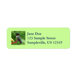 Ruby-Throated Hummingbird Bird Photography