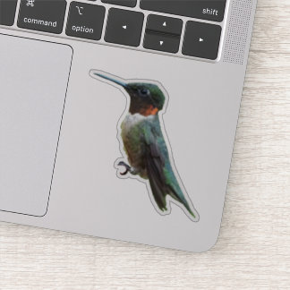 Ruby-Throated Hummingbird Bird Photography