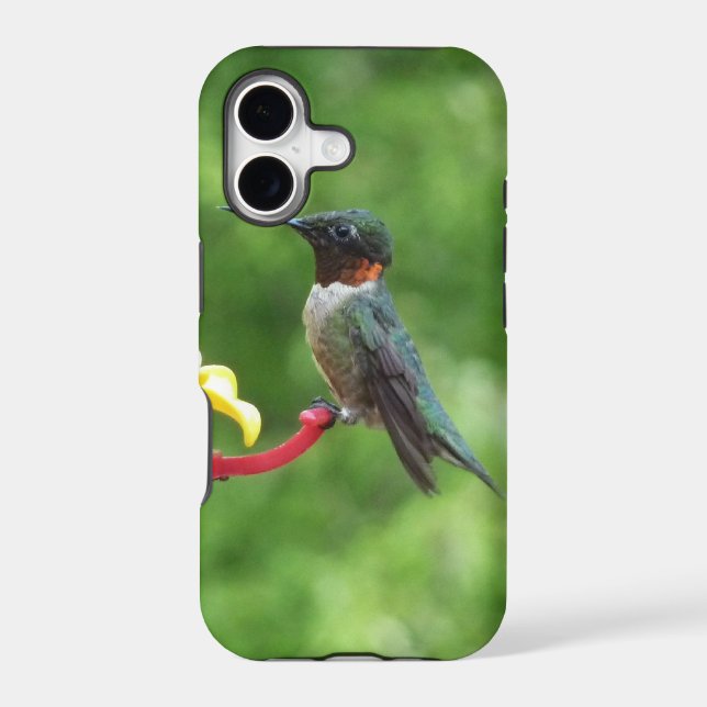 Ruby-Throated Hummingbird Bird Photography (Back)