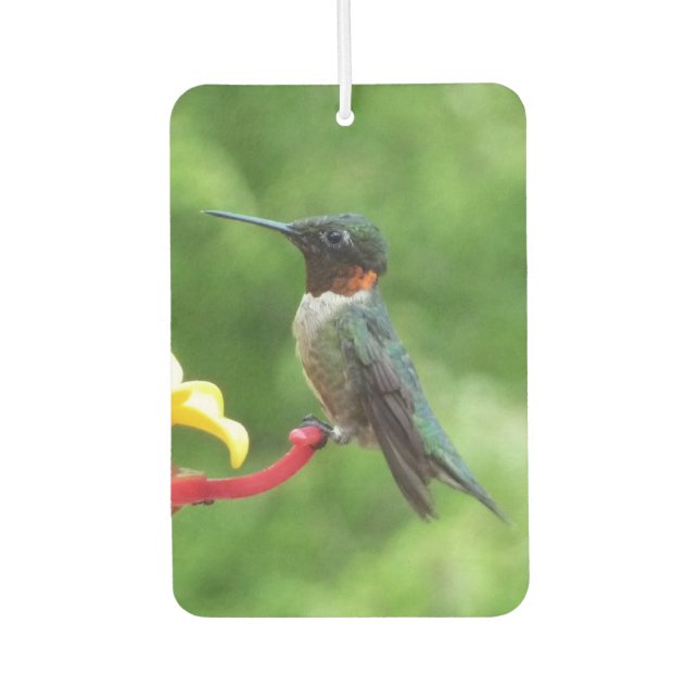 Ruby-Throated Hummingbird Bird Photography Car Air Freshener (Front)