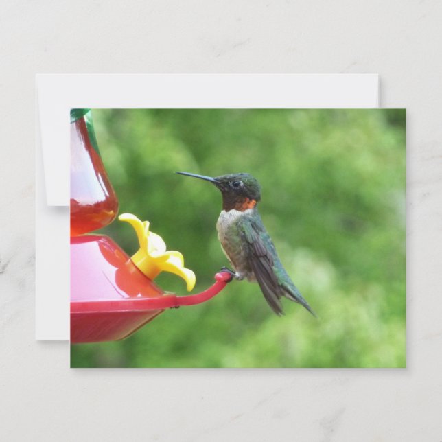 Ruby-Throated Hummingbird Bird Photography Card (Front)