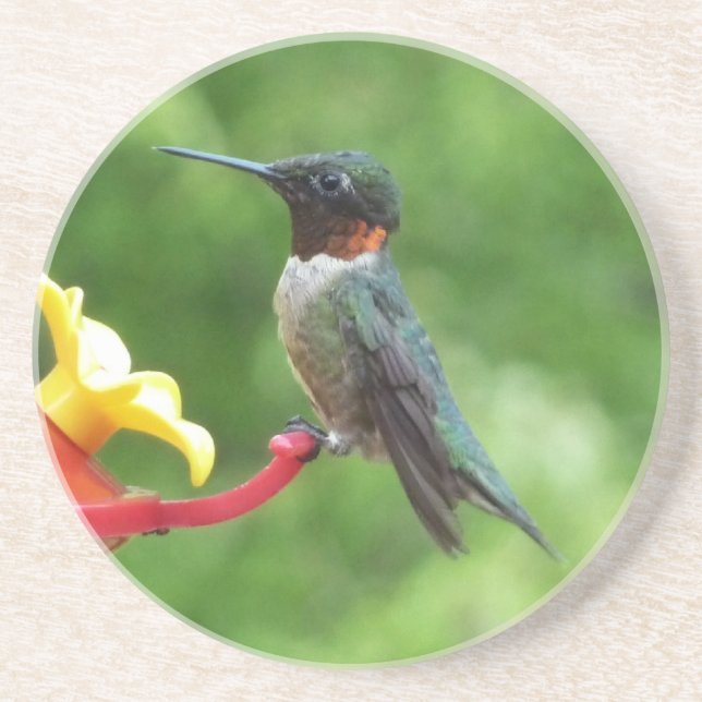 Ruby-Throated Hummingbird Bird Photography Coaster (Front)