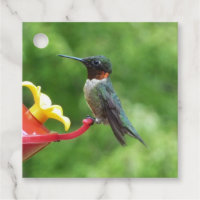 Ruby-Throated Hummingbird Bird Photography