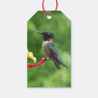 Ruby-Throated Hummingbird Bird Photography Gift Tags