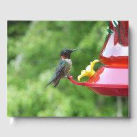 Ruby-Throated Hummingbird Bird Photography