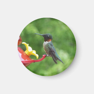 Ruby-Throated Hummingbird Bird Photography Magnet