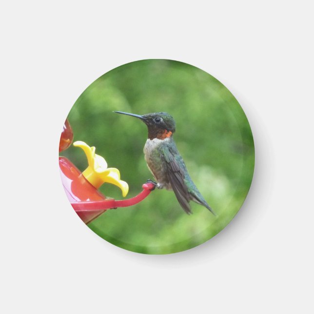Ruby-Throated Hummingbird Bird Photography Magnet (Front)