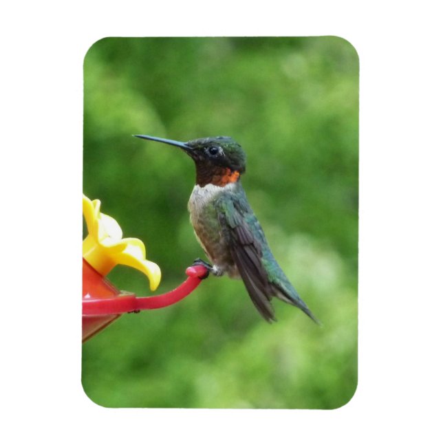 Ruby-Throated Hummingbird Bird Photography Magnet (Vertical)