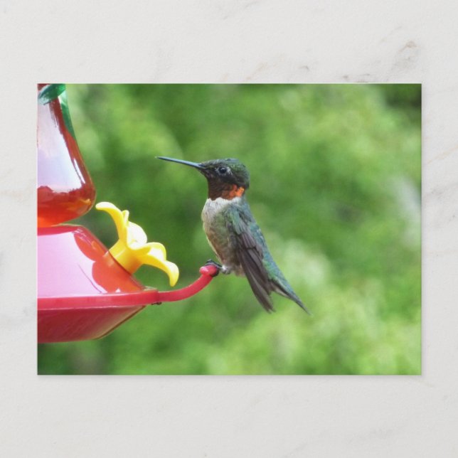 Ruby-Throated Hummingbird Bird Photography Postcard (Front)