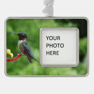 Ruby-Throated Hummingbird Bird Photography Silver Plated Framed Ornament