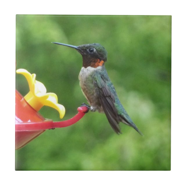 Ruby-Throated Hummingbird Bird Photography Tile (Front)