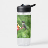 Ruby-Throated Hummingbird Bird Photography