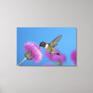 Ruby-throated Hummingbird Canvas Print