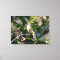 Ruby-Throated Hummingbird 