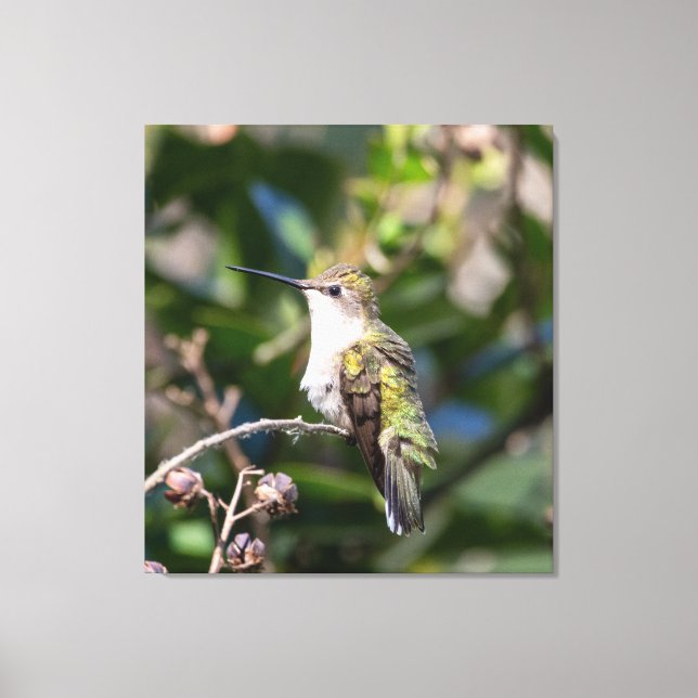 Ruby-Throated Hummingbird  Canvas Print (Front)