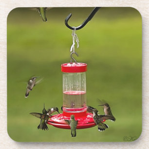 Ruby Throated Hummingbird Feeding Frenzy Coaster